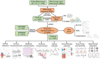 Risk stratification based on DNA damage-repair-related signature reflects the microenvironmental feature, metabolic status and therapeutic response of breast cancer